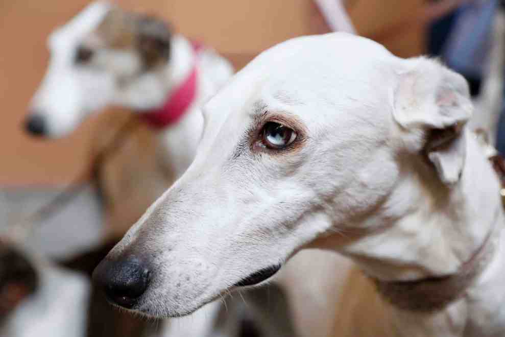Greyhound dogs