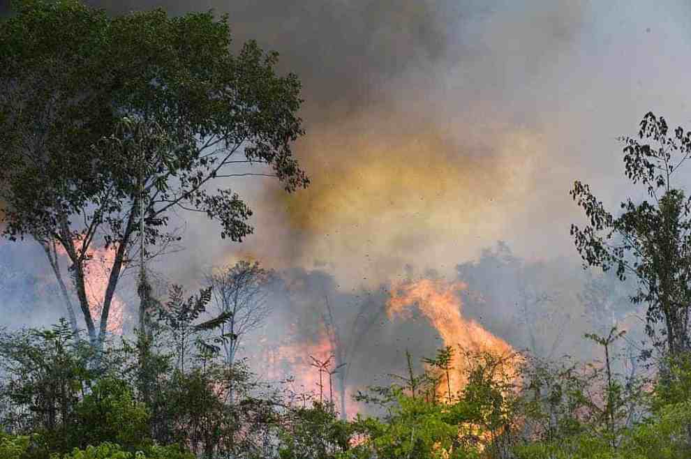 Picture of the Amazon rainforest