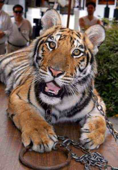 Tiger at Laguna's Festival of Arts in Laguna Beach