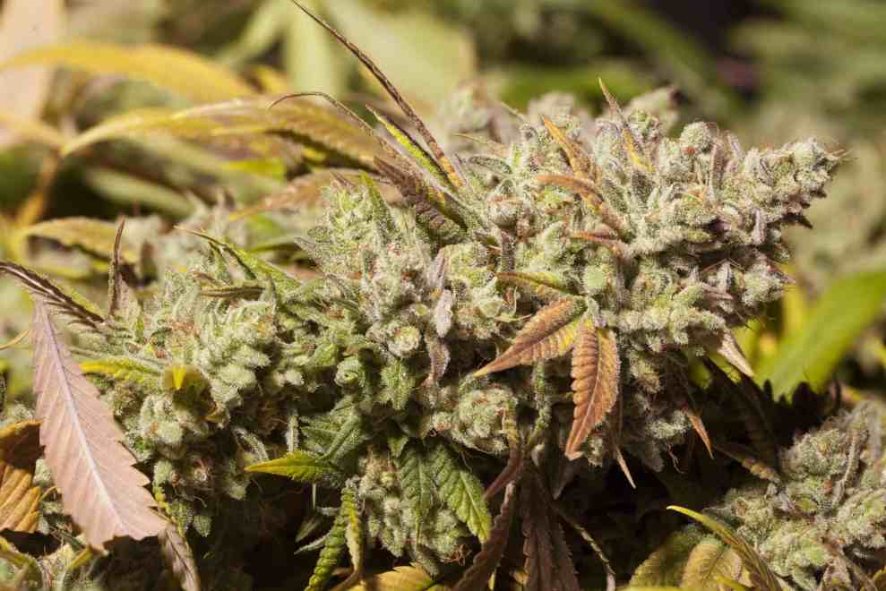Gorilla Glue Weed
