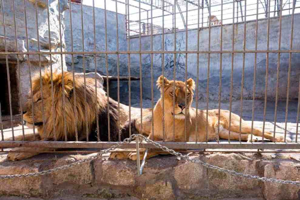 lions in a cage