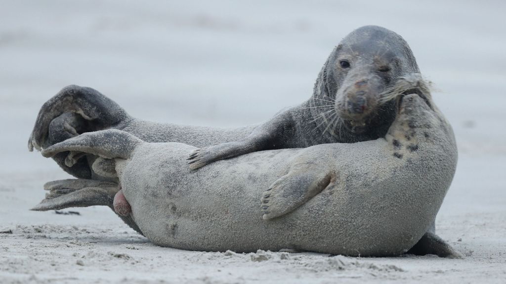 Seal Rescued After Trying To Cross Busy New Jersey Highway